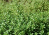 Kép 3/4 - Thymus vulgaris / Kerti kakukkfű