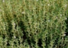 Kép 4/4 - Thymus vulgaris / Kerti kakukkfű