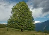 Kép 1/4 - Tilia cordata / Kislevelű hárs