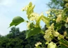 Kép 2/4 - Tilia cordata / Kislevelű hárs