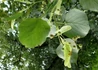Kép 3/4 - Tilia cordata / Kislevelű hárs