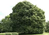 Kép 4/4 - Tilia cordata / Kislevelű hárs