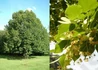 Kép 1/2 - Tilia platyphyllos / Nagylevelű hárs