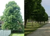 Kép 2/2 - Tilia platyphyllos / Nagylevelű hárs