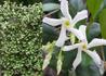 Kép 1/2 - Trachelospermum jasminoides / Csillagjázmin