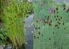 Kép 1/2 - Typha minima / Apró gyékény
