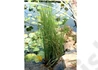 Kép 2/2 - Typha minima / Apró gyékény
