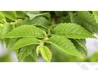 Kép 3/3 - Ulmus Minor Umbraculifera / Gömbszil
