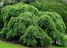Kép 2/4 - Ulmus glabra Camperdownii / Csüngő szil