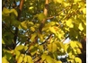 Kép 3/4 - Ulmus glabra Lutescens / Arany lombú hegyi szil