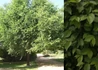 Kép 1/3 - Ulmus pumila Puszta / Turkesztáni szil