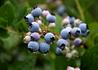Kép 1/4 - Vaccinium corymbosum Bluecrop / Fürtös kék áfonya