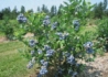 Kép 3/4 - Vaccinium corymbosum Bluecrop / Fürtös kék áfonya