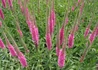 Kép 1/4 - Veronica spicata Red fox / Macskafarkú veronika