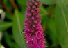 Kép 2/4 - Veronica spicata Red fox / Macskafarkú veronika