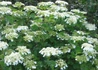 Kép 1/2 - Viburnum opulus Compactum / Törpe bangita