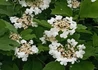 Kép 2/2 - Viburnum opulus Compactum / Törpe bangita
