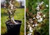 Kép 1/6 - Viburnum bodnantense dawn / Kikeleti bangita