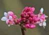 Kép 2/6 - Viburnum bodnantense dawn / Kikeleti bangita