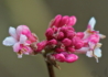 Kép 2/6 - Viburnum bodnantense dawn / Kikeleti bangita