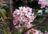 Kép 3/6 - Viburnum bodnantense dawn / Kikeleti bangita