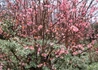 Kép 4/6 - Viburnum bodnantense dawn / Kikeleti bangita