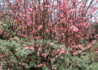 Kép 4/6 - Viburnum bodnantense dawn / Kikeleti bangita
