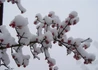 Kép 5/6 - Viburnum bodnantense dawn / Kikeleti bangita