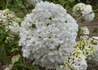 Kép 2/3 - Viburnum erubescens eskimo / Hólabda bangita