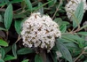 Kép 1/3 - Viburnum x Pragense / Prágai bangita