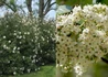 Kép 3/3 - Viburnum x Pragense / Prágai bangita