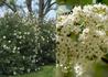 Kép 3/3 - Viburnum x Pragense / Prágai bangita