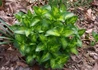 Kép 3/3 - Vinca major Maculata / Tarka levelű meténg