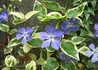 Kép 1/4 - Vinca major Variegata / Fehér tarka levelű meténg