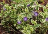 Kép 2/4 - Vinca major Variegata / Fehér tarka levelű meténg