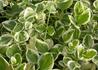 Kép 3/4 - Vinca major Variegata / Fehér tarka levelű meténg