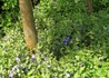 Kép 4/4 - Vinca major Variegata / Fehér tarka levelű meténg