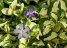 Kép 1/2 - Vinca major Wojo s Gem / Tarka levelű meténg