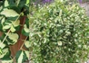 Kép 2/2 - Vinca major Wojo s Gem / Tarka levelű meténg