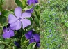 Kép 2/2 - Vinca minor Blue Sapphire / Fehér tarka kis meténg