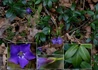Kép 2/4 - Vinca minor / Kis meténg