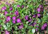 Kép 1/4 - Vinca minor atropurpurea / Bíborlila kis meténg