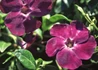 Kép 3/4 - Vinca minor atropurpurea / Bíborlila kis meténg