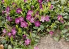Kép 4/4 - Vinca minor atropurpurea / Bíborlila kis meténg