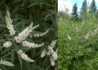 Kép 2/2 - Vitex agnus castus Alba / Fehér virágú illatos barátcserje