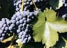 Kép 2/2 - Vitis vinifera Blauburger / Blauburger vörös borszőlő