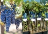Kép 1/2 - Vitis vinifera Boskoop Glory / Piros csemege szőlő
