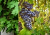 Kép 2/2 - Vitis vinifera Boskoop Glory / Piros csemege szőlő