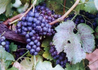 Kép 2/2 - Vitis vinifera Merlot / Merlot vörös borszőlő