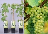 Kép 1/2 - Vitis vinifera Vroege van der Laan / Fehér csemege szőlő